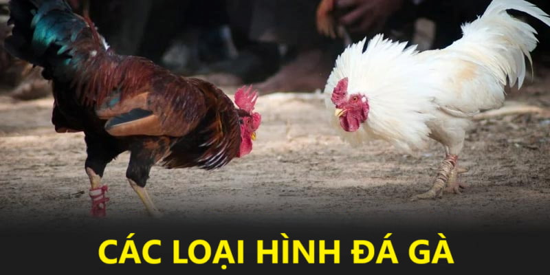 Các loại hình đá gà hấp dẫn tại 33win