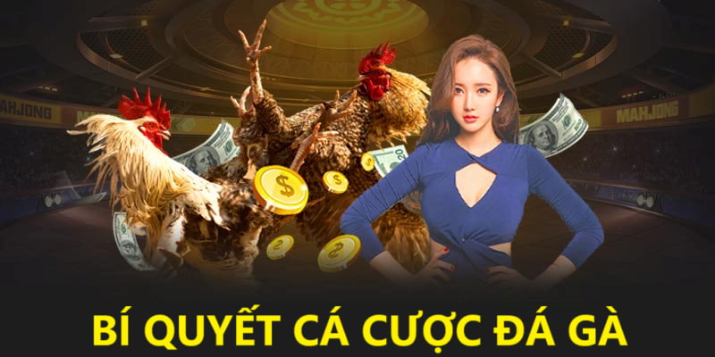 Bí quyết đặt cược chọi gà tại 33win chắc thắng