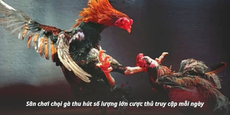 Sân chơi chọi gà thu hút số lượng lớn cược thủ truy cập mỗi ngày