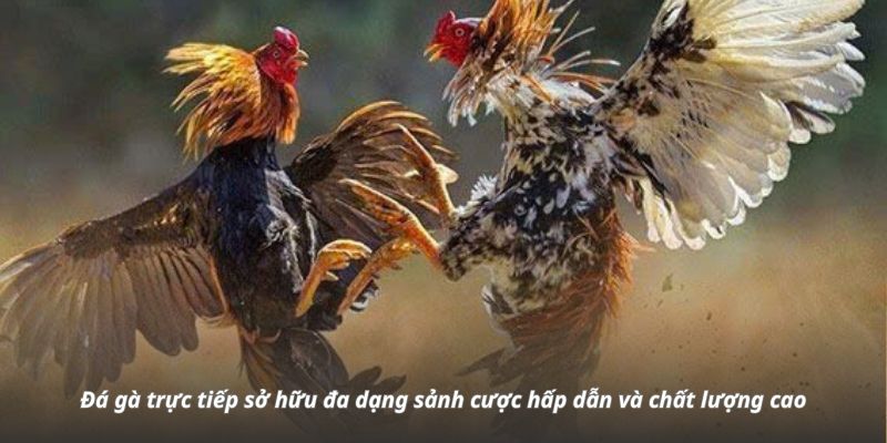 Đá gà trực tuyến sở hữu đa dạng sảnh cược hấp dẫn và chất lượng cao