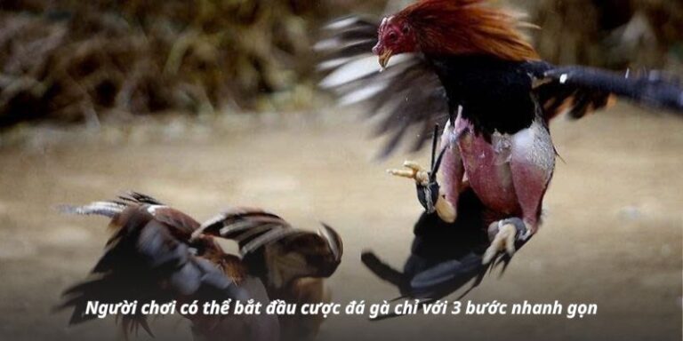 Người chơi có thể bắt đầu cược đá gà chỉ với 3 bước nhanh gọn