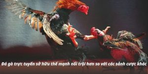 Đá Gà Trực Tiếp