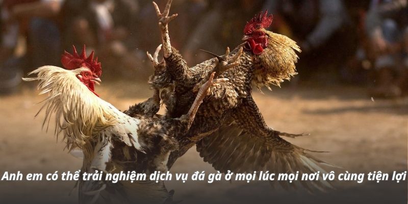 Anh em có thể trải nghiệm dịch vụ đá gà ở mọi lúc mọi nơi vô cùng tiện lợi