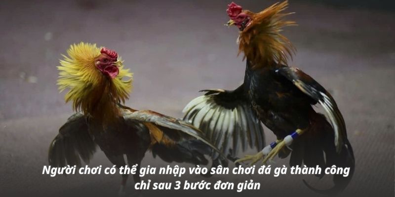 Người chơi có thể gia nhập vào sân chơi đá gà thành công chỉ sau 3 bước đơn giản