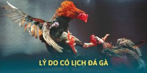 Lịch thi đấu đá gà