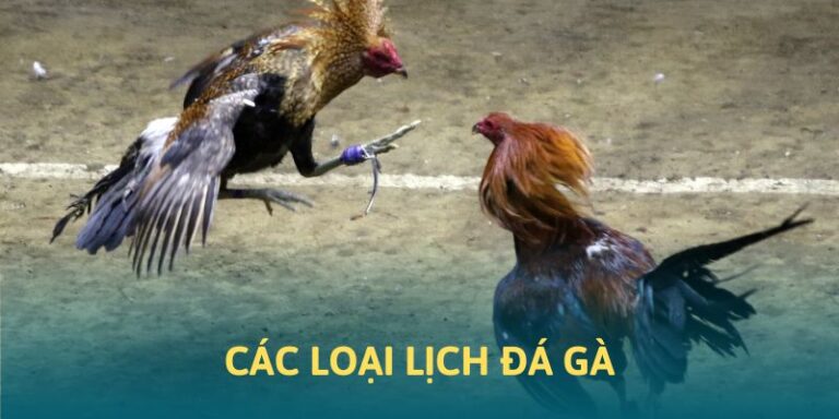 Những lịch đá kê có tại 33win